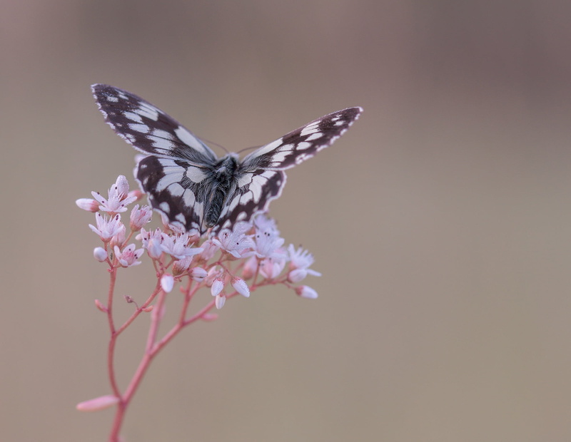 morning, plant, fragility, animals in the wild, blossom, one animal, invertebrate, paperkite, no people, animal wildlife, nature, wing, animals, insect