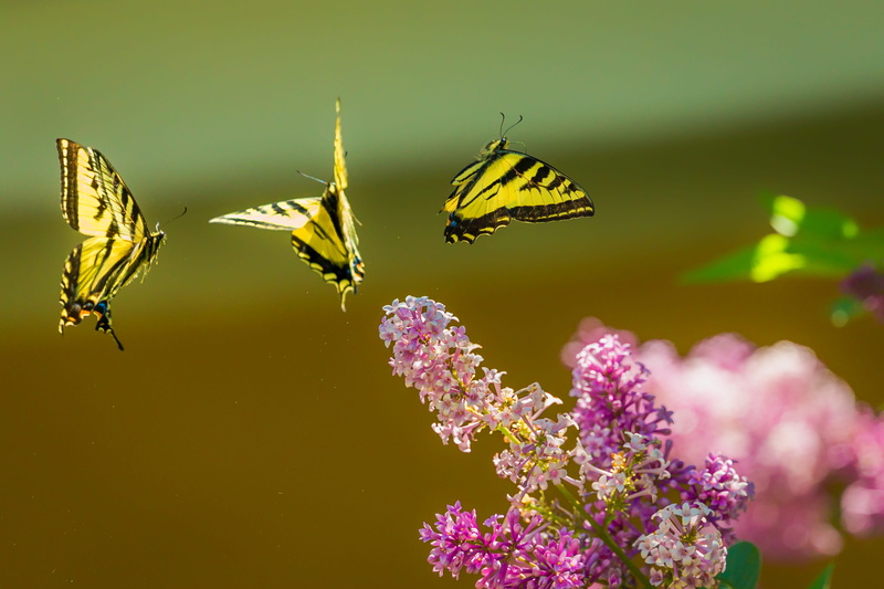 animal themes, botanical, butterflies, flower head, daytime, nature, green Color, butterfly - Insect, color Image, Trifecta, flower, animal, outdoors, petal