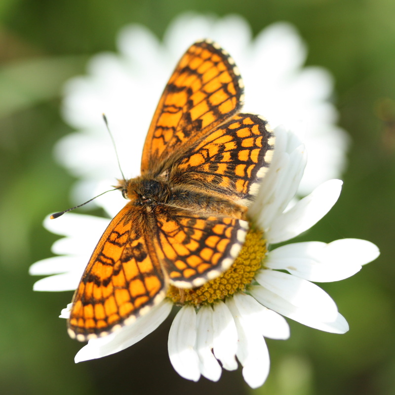 1080P, orange, beauty In Nature, perch, plant, yellow, animal Wing, lepidoptera, white daisy, nature, wildlife, macro, animal, butterfly, meadow, daisy