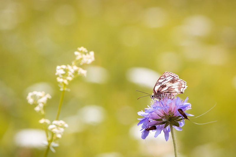 plant, pollination, text dom, photo, meadow, animals in the wild, natural lawn, insect, fragility, flight insect, selective focus, blossom, edelfalter