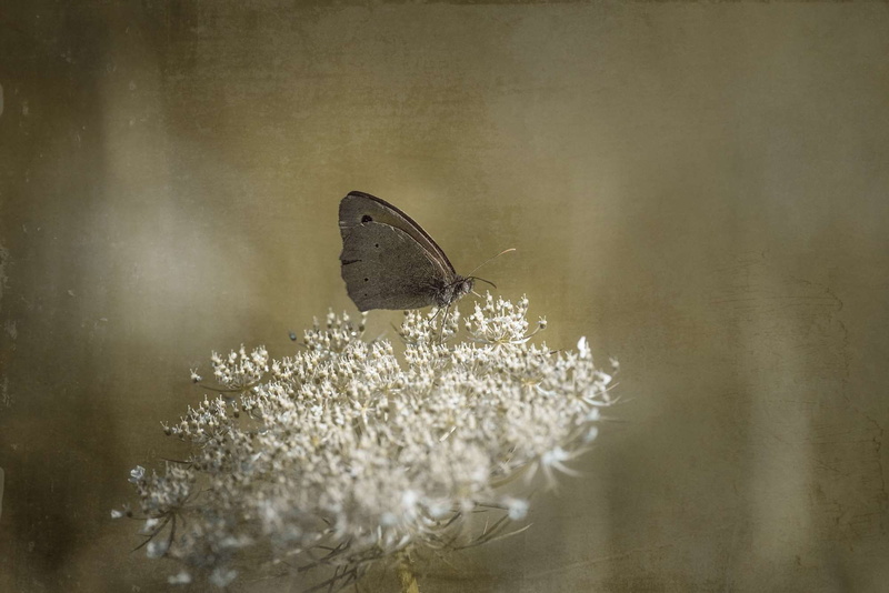 meadow brown, bloom, blossom, beauty in nature, negative space, invertebrate, flowering plant, growth, nature, plant, butterfly - insect, edelfalter, landed