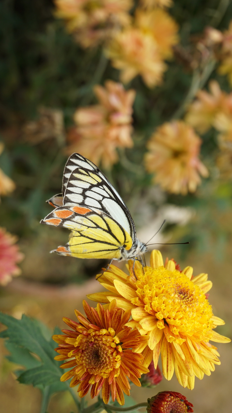 poster, summer, petal, invertebrate, butterfly - insect, bunch, design, iris, season, meadow, close-up, pollination, pink, fragility, bouquet, leaf, animal themes