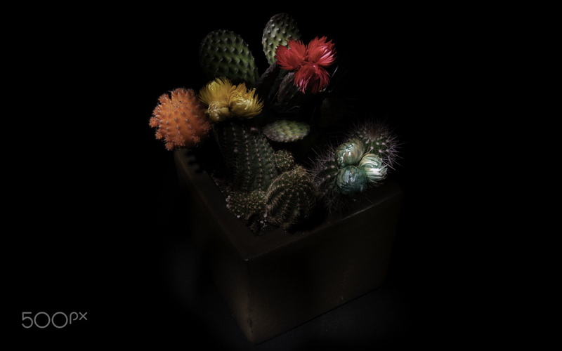 decoration, beauty in nature, dark, vulnerability, flowering plant, bunch of flowers, inflorescence, nature, still life, petal, 500px, flower head, plant