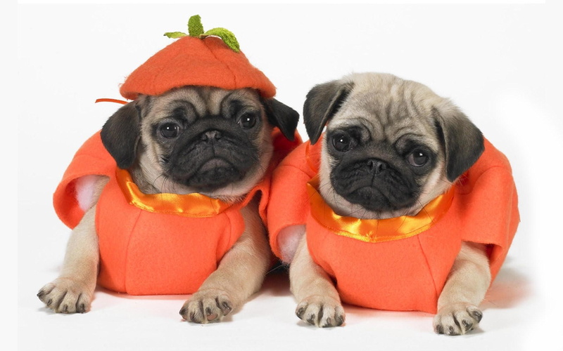 puppy, 1080P, beautiful, pawn, bubbles, pugs, two, face, puppies, lovely, playful, animals, dogs, halloween, cute, sweet, playful dog