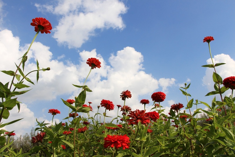 no people, red flowers, freshness, stretching, petal, growth, cloud - sky, flower head, reaching, fragility, beauty in nature, red, outdoors, blooming