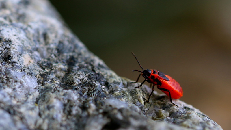 animal, beetle, slope, rock - object, animal themes, adventure, winged insect, animal wing, full length, climbing, day, close-up, nature, solid, outdoors