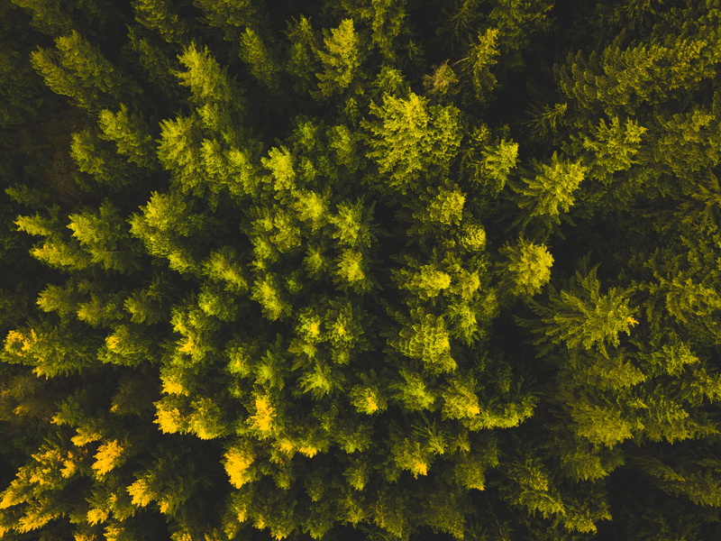 outdoors, green, day, growth, above, backgrounds, plant part, yellow, tree, scenics - nature, aerial, land, topview, 1080P, full frame, sunset, leaf, coniferous tree