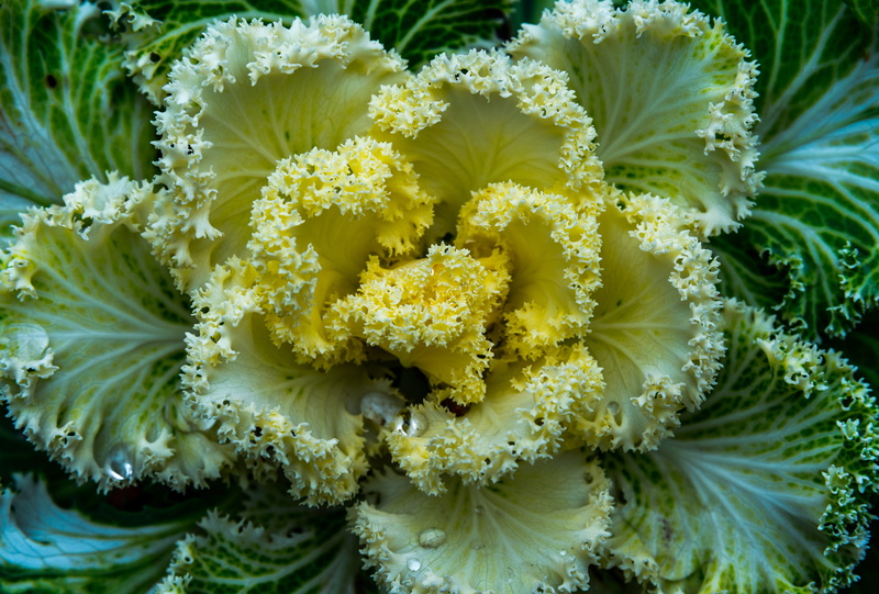 vegetable, beauty in nature, nature, topview, garden, outdoors, inflorescence, fragility, beautiful, full frame, growth, freshness, day, petal, flower head