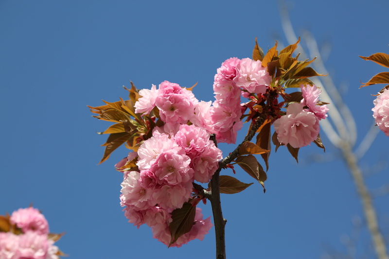 beauty in nature, 5K, vulnerability, rosewood, bunch of flowers, flower head, low angle view, flowering plant, cherry tree, cherry blossom, flower, growth