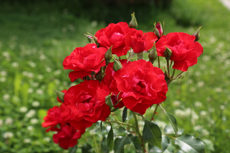 field, focus on foreground, close-up, petal, beauty in nature, freshness, no people, red rose, rosewood, roses, growth, red, day, flower head, fragility