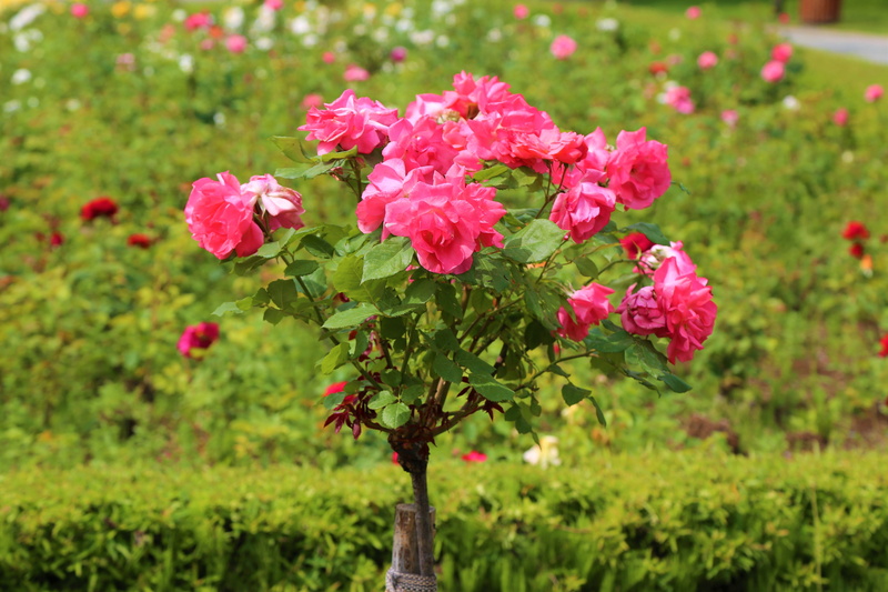5K, day, the leaves are, focus on foreground, rosewood, no people, inflorescence, flowering plant, fragility, freshness, flower head, plant, the rose garden
