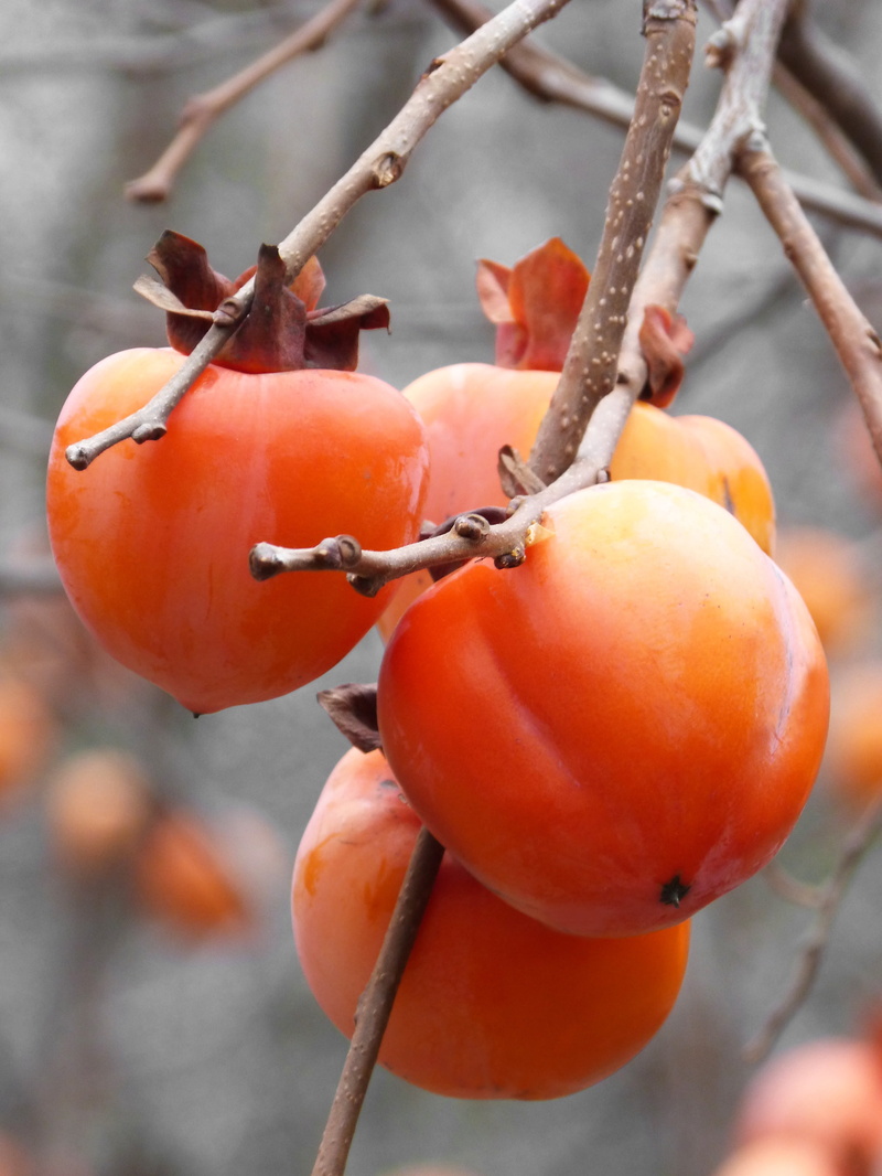rosewood, orange color, rowanberry, autumn, growth, food, wellbeing, close-up, no people, plant stem, freshness, khaki, 4K, tree, nature, red, healthy eating
