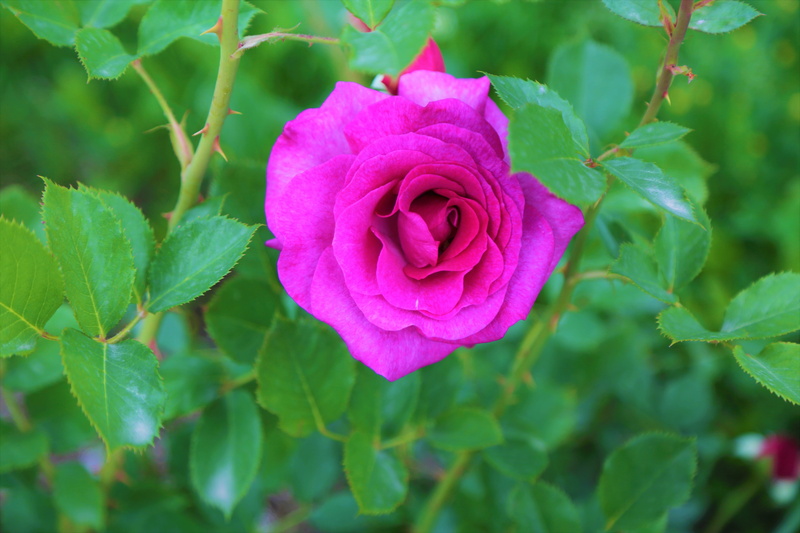 close-up, vulnerability, growth, leaves, rose, natural, rosewood, morgul, environmental, beauty in nature, leaf, flower, pink color, purple rose, petal