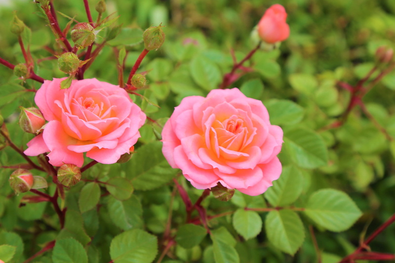 romantic, rosewood, romance, pink color, plant, focus on foreground, rose - flower, inflorescence, flower, leaves, beauty in nature, red, fragility, the rose garden
