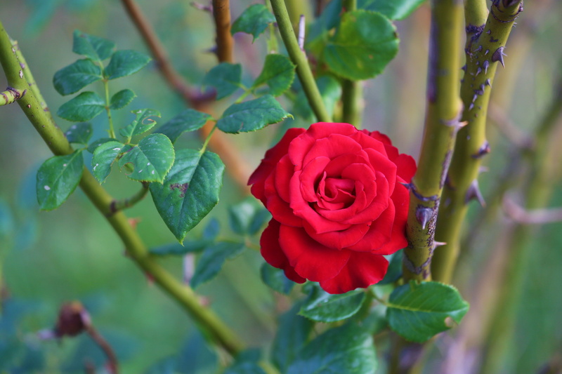 no people, inflorescence, rose - flower, rosewood, nature, petal, 5K, focus on foreground, leaf, green color, red, freshness, growth, close-up, rose, plant