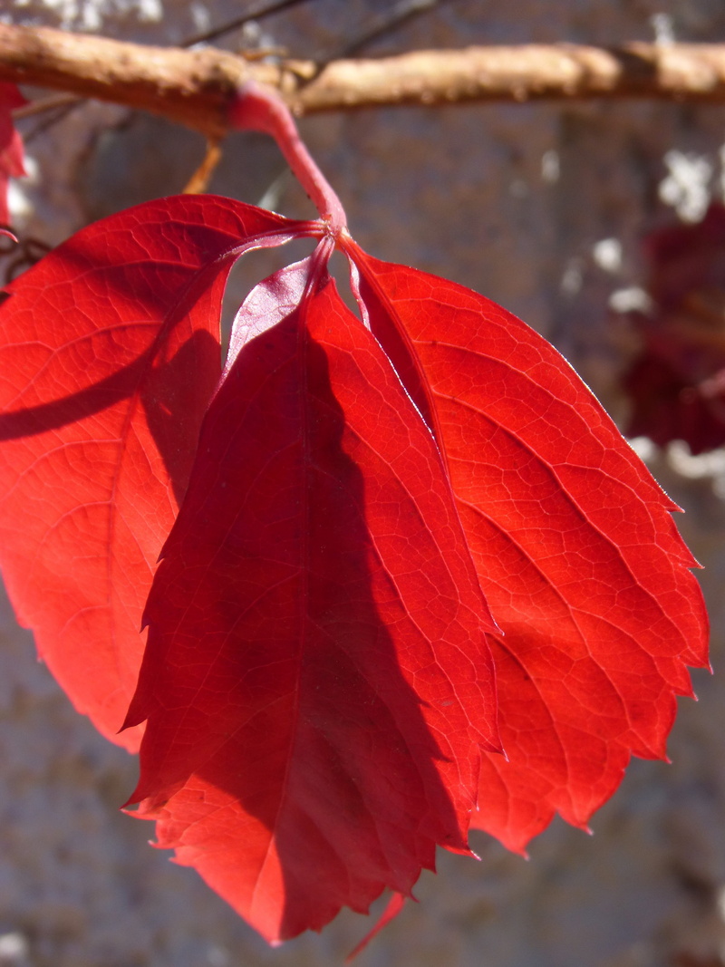 leaf, autumn, leaves, growth, focus on foreground, outdoors, freshness, fragility, red leaf, fall leaves, plant part, close-up, change, nature, natural condition