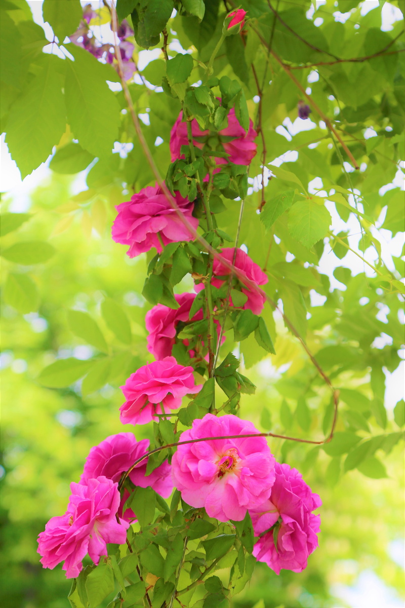 flowering plant, petal, love, roses, inflorescence, pink color, outdoors, 5K, flower, plant part, leaf, close-up, no people, rosewood, fragility, day