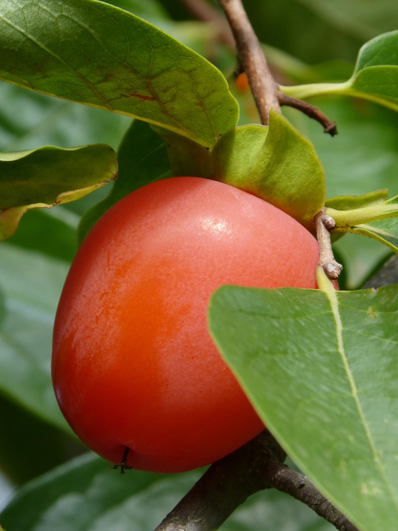 green color, tree, rosewood, plant, khaki, 4K, growth, day, wellbeing, focus on foreground, healthy eating, persimon, ripe, close-up, food, food and drink