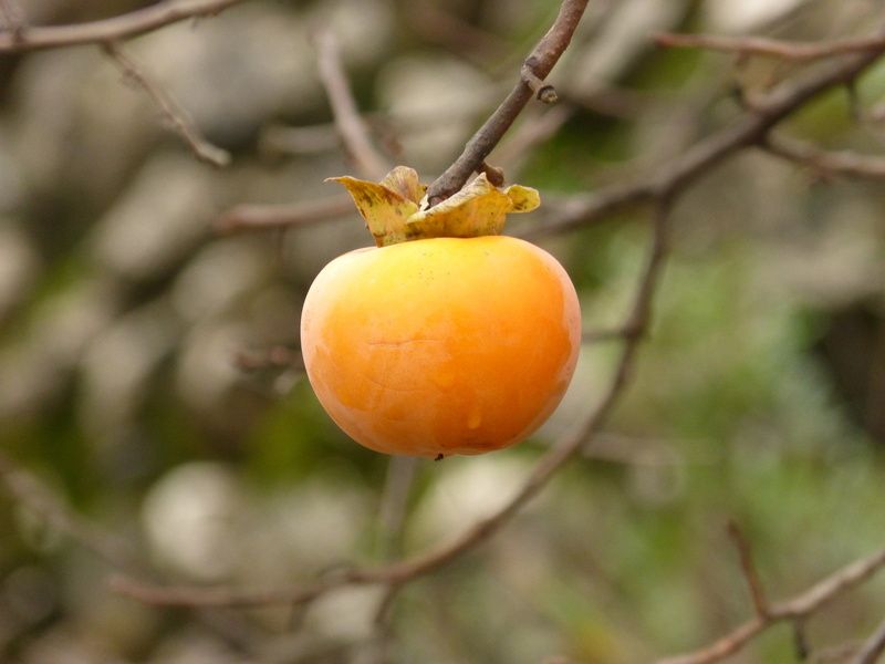 rosewood, nature, outdoors, ripe, no people, growth, 4K, food, day, wellbeing, plant, orange color, focus on foreground, healthy eating, autumn, tree