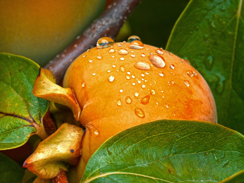 autumn, no people, persimon, plant, orange color, beauty in nature, close-up, green color, growth, leaf, leaves, outdoors, water, day, dew, freshness, focus on foreground