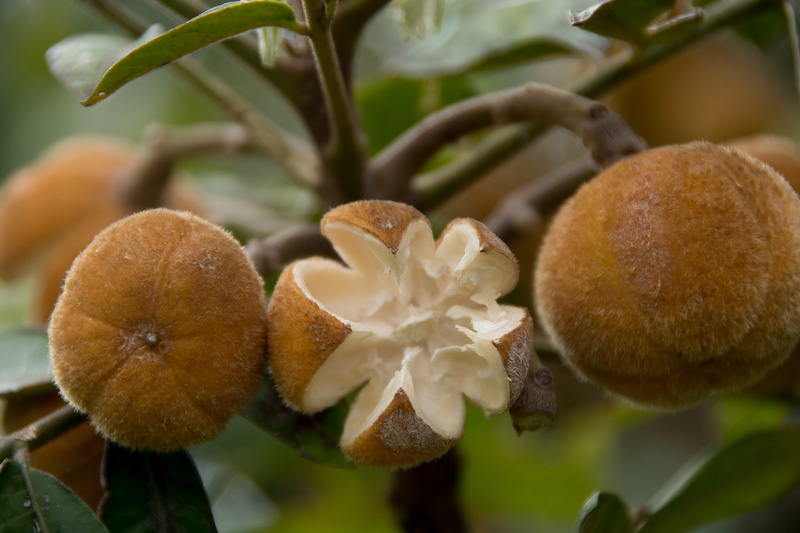 flowering plant, freshness, selective focus, queensland, close-up, rainforest, leaf, nature, seeds, food, tree, fragility, orange, fruit, australia, plant part