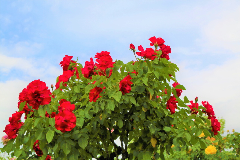 romance, rosewood, low angle view, plant part, romantic, roses, no people, freshness, leaf, flower, sky, inflorescence, beauty in nature, flower head, plant