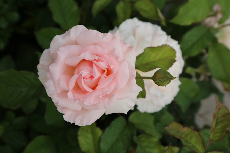 close-up, plant, leaves, selective, roses, focus on foreground, inflorescence, pink color, 5K, beauty in nature, leaf, fragility, flowering plant, growth