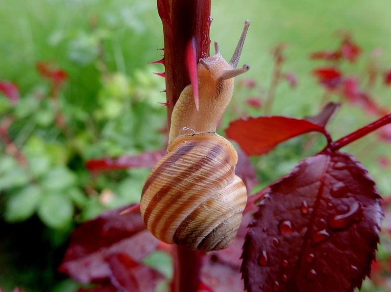 animal shell, mollusk, day, molluscs, outdoors, 2K, rosewood, snail, one animal, close-up, slow, nature, no people, focus on foreground, animal, plant