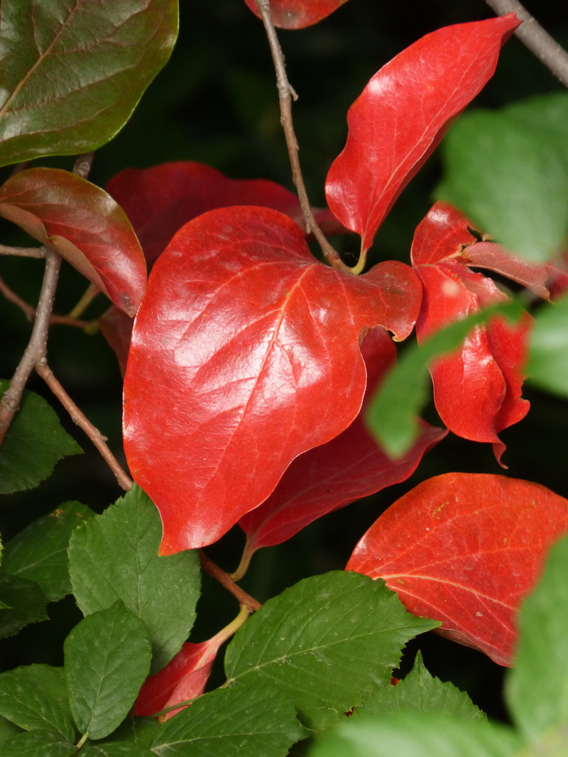 no people, flower, plant part, green leaves, fruit, red, food and drink, inflorescence, fragility, vulnerability, 4K, healthy eating, leaf, growth, freshness
