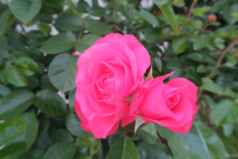 flowering plant, rosewood, flower head, red rose, plant, leaf, rose - flower, growth, fragility, outdoors, the rose garden, roses, pink color, no people