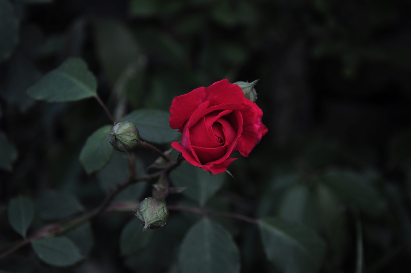 the rose garden, leaf, red, plant, rose - flower, fragility, rose, rosewood, inflorescence, focus on foreground, vulnerability, nature, plant part, red rose