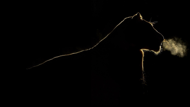 big, 1080P, big cats, outline, lion, cats, silhouette