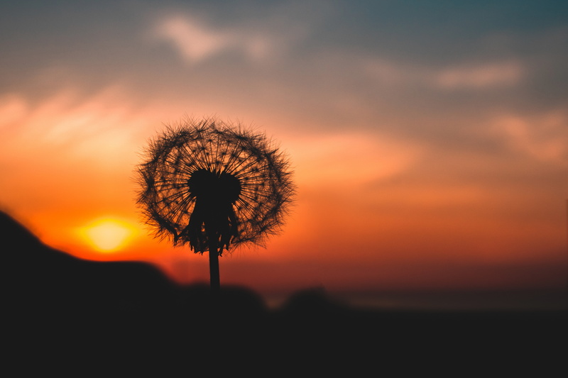 blur, plant, fragility, flower head, sky, orange color, flowering plant, tranquility, landscape, outlines, tree, yellow, dusk, cloud - sky, nature, flower