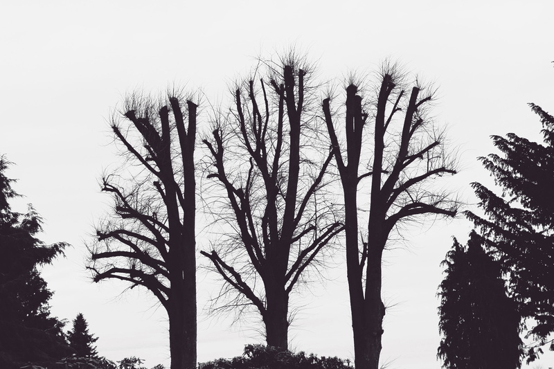 no people, tree, back Lit, drawing, tranquil scene, low angle view, outdoors, landscape, outline, tree Trunk, trees, day, growth, autumn, season, white