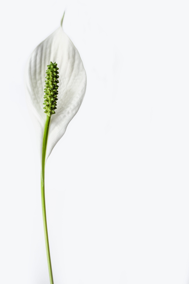 plant stem, food, harmony, design, flower, botany, wellbeing, flora, minimalistic, fragility, peace lily, elegant, healthy eating, freshness, lily, white background