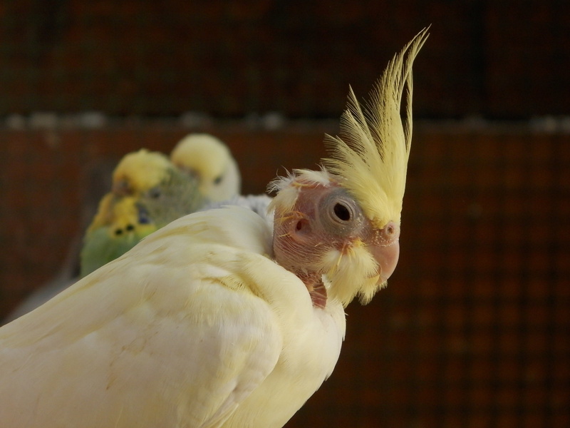 livestock, 4K, domestic animals, bird, pets, cockatiel, no people, feather, vertebrate, domestic, animal head, focus on foreground, indoors, one animal