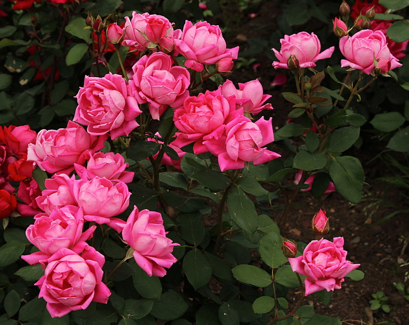 zen, springtime, tropical, gardening, vulnerability, bloom, harmony, petal, exotic, flora, flowers, day, photo, season, rosebush, close-up, fragrant, tranquil