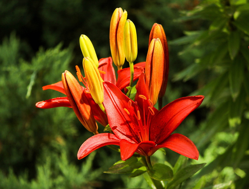 exotic, selective, nature, season, no people, day, ecology, growth, beauty in nature, outdoors, scent, serenity, flower, harmony, lily, pollen, tranquility
