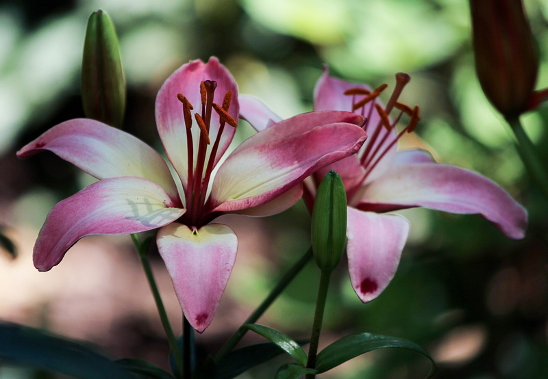 harmony, fresh, plant, focus on foreground, no people, 4K, fully, delicate, leaf, zen, summer, outdoor, scent, outdoors, elegance, pure, two, petal, flowers