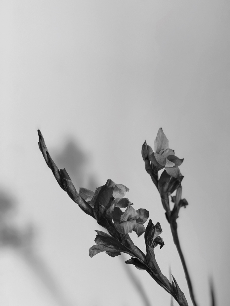 veins, 4th st and king st, light, flowering plant, beauty in nature, freshness, flying, day, silhouette, acanthaceae, fragility, back, nature, bird, san francisco