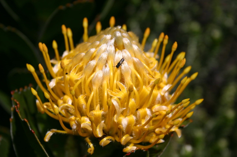 nature, pollen, proteaceae, protea, petal, plant, 1080P, invertebrate, Blossom, Sugar Bush, exotic, focus on foreground, inflorescence, beauty in nature