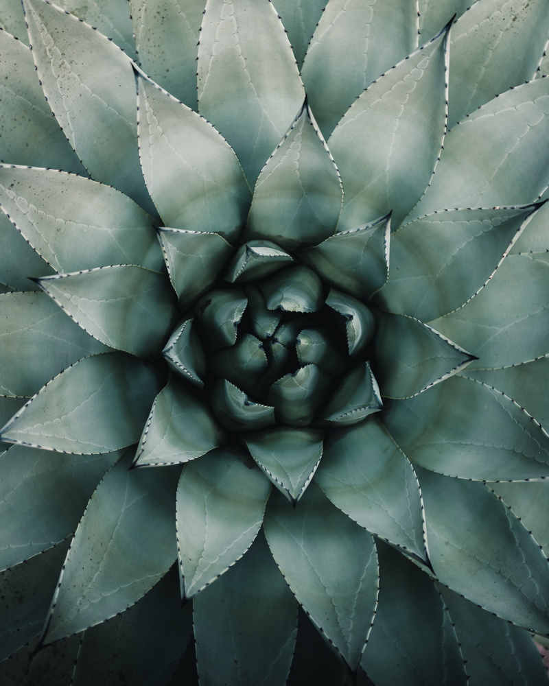 leaves, blue agave, 4K, agave, symmetry, plant