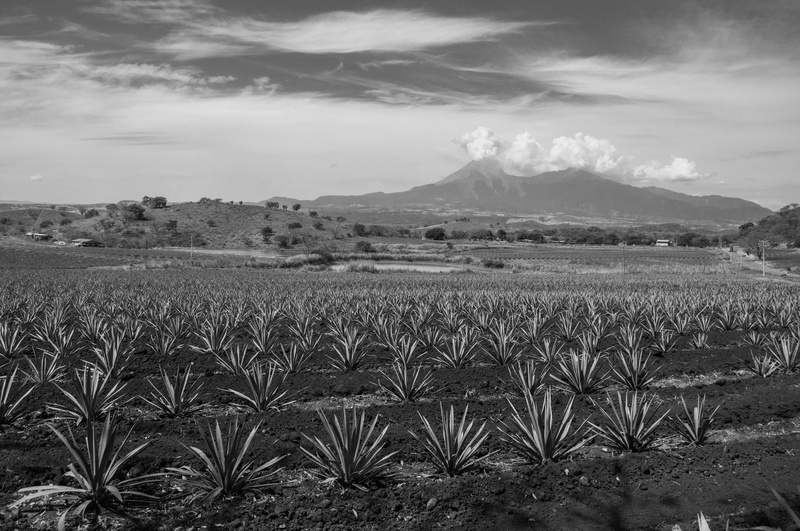 landscape, farm, plant, arid climate, cloud - sky, beauty in nature, colima, rural scene, agave, land, mountain, outdoors, day, plantation, agriculture