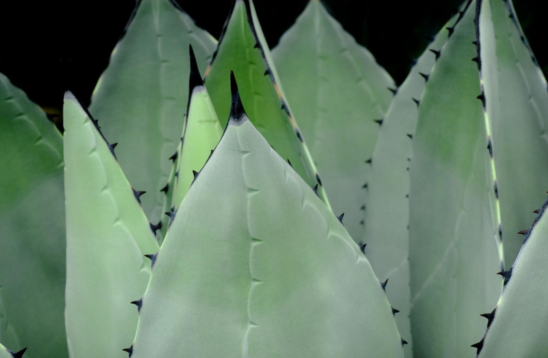 1080P, Plant, Aero, Agave, Fresh