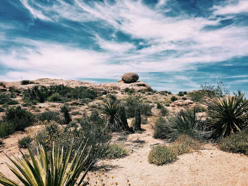 dry, plant, hot, day, tranquility, rocks, non-urban scene, growth, nature, arid, plants, scenic, sand, daylight, environment, outdoors, tranquil scene
