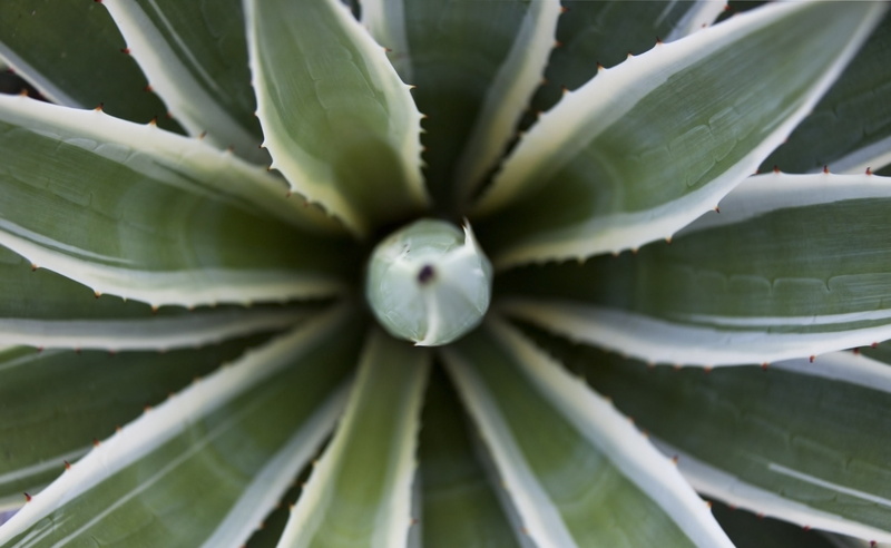 beauty in nature, succulent, 2K, plant part, succulent plant, agave, plant, full frame, Aero, no people, natural pattern, green, outdoors, close-up, nature