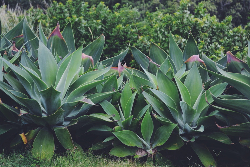 agave, land plant, food and drink, food, 2K, leaf, botany, freshness, agave azul, close-up, field, flower, plant part, tranquility, green color, plant