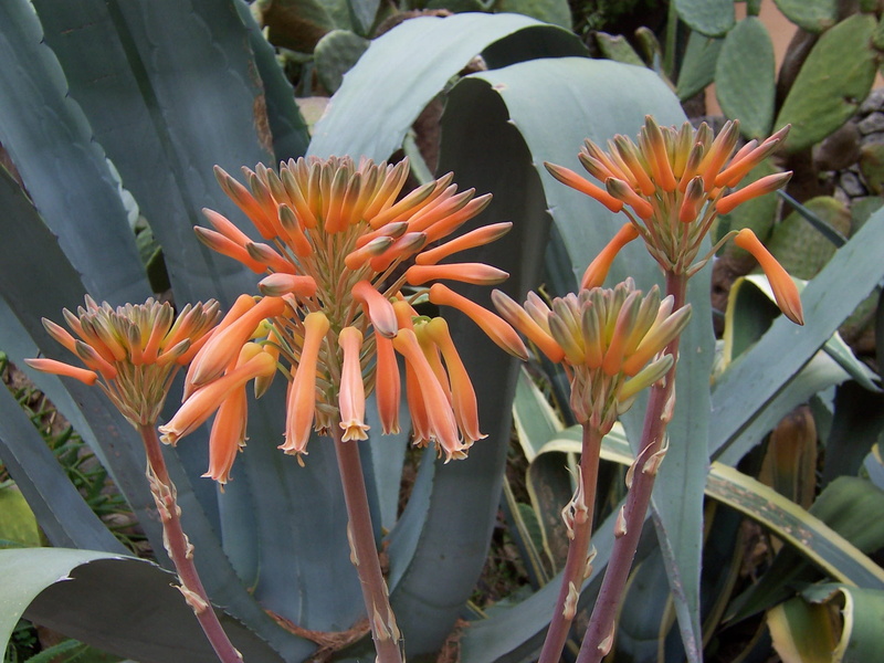 botany, Flower, color, summer, orange, fragility, close up, close-up, inflorescence, day, exot, Blossom, flora, growth, flora sommer, flowers, focus on foreground