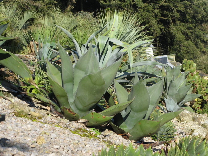leaf, outdoors, day, beauty in nature, land, nature, rock, cactus, no people, plant part, sunlight, agave, tranquility, plant, growth, close-up, prickly pear cactus