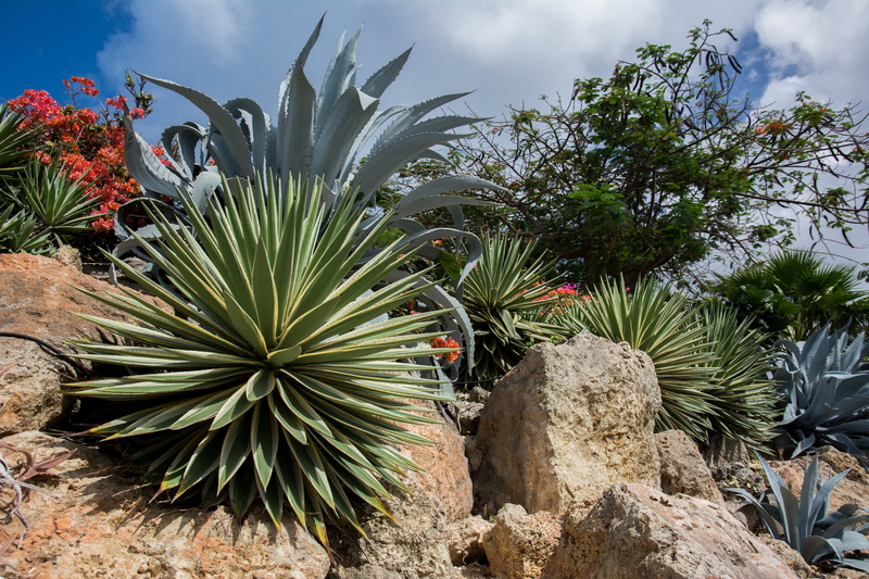 day, flower, plants, solid, growth, field, land, tree, stones, nature, outdoors, beauty in nature, agave, rock - object, fruit, succulent plant, sky, rocks